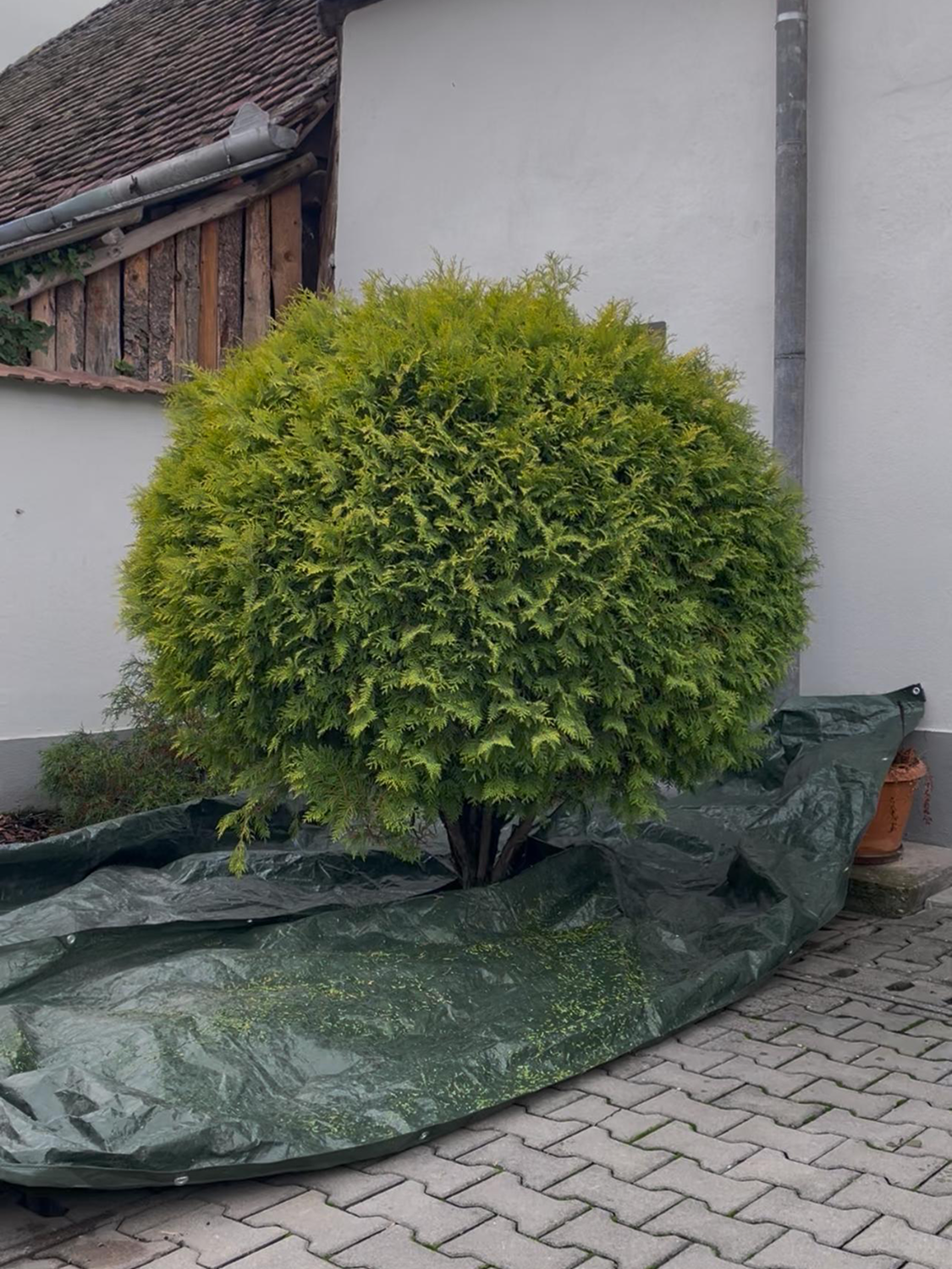 Grădină înainte de amenajare - FitGarden Alba